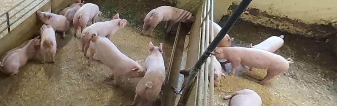 Klimatiltak i grisefjøset