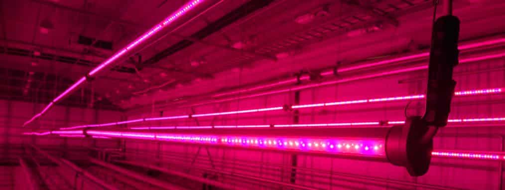 Bytte til LED i veksthus