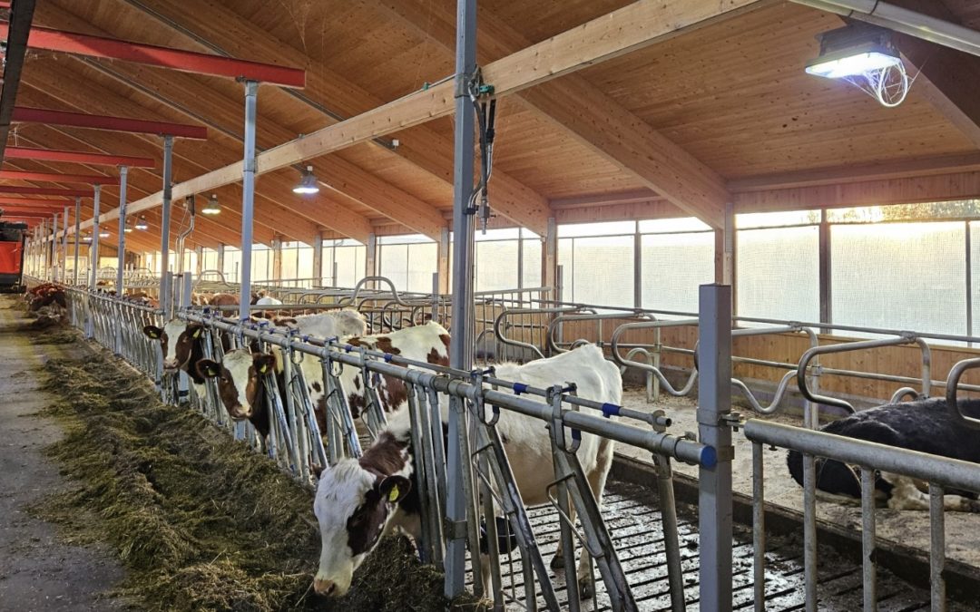 Bytte til LED-lys i husdyrrom