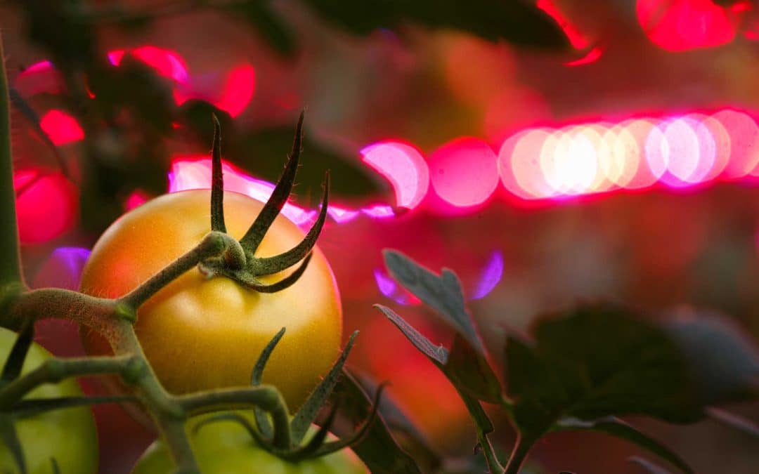 Større Mære-tomater med mellombelysning