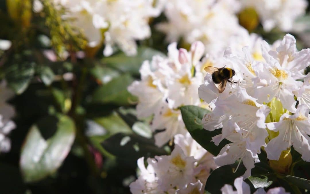 Landskapet og insektene