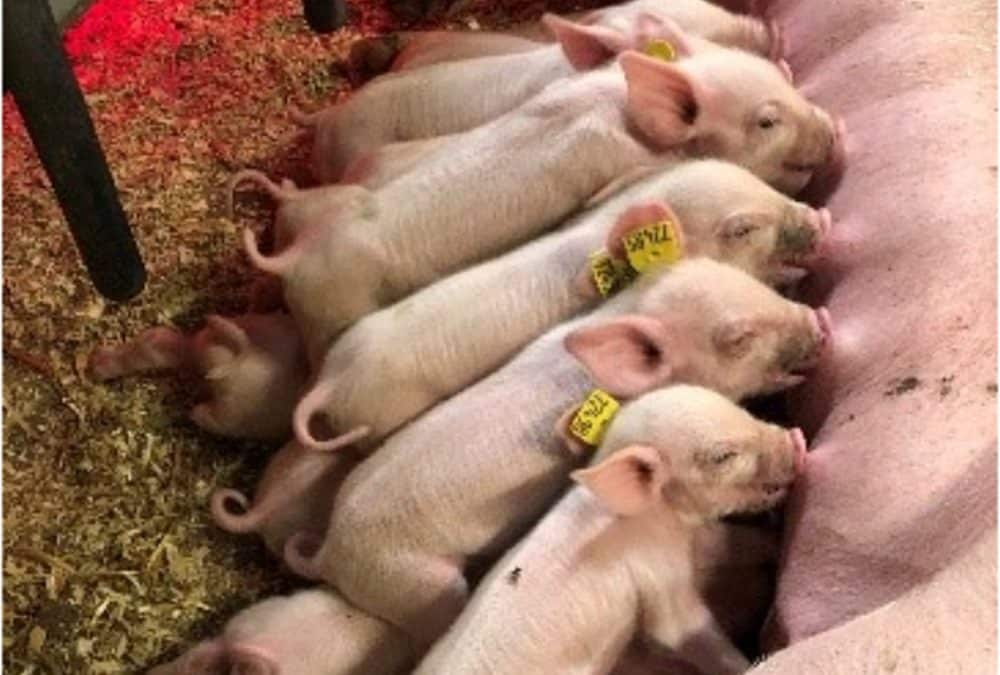 Kraftfôrforsøk i grisehuset