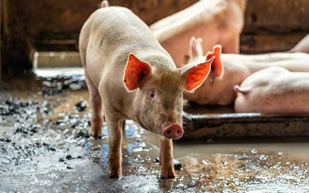 Kan biokull redusere klimagassene fra dyremøkk?