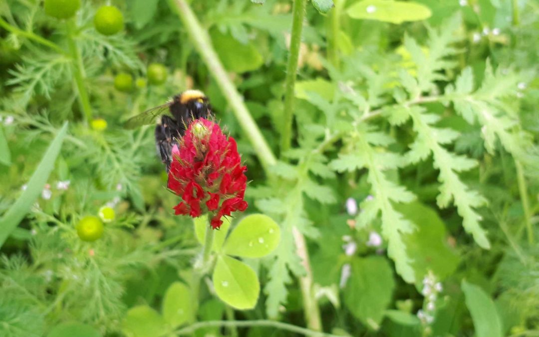 Jordforbedrende vekster