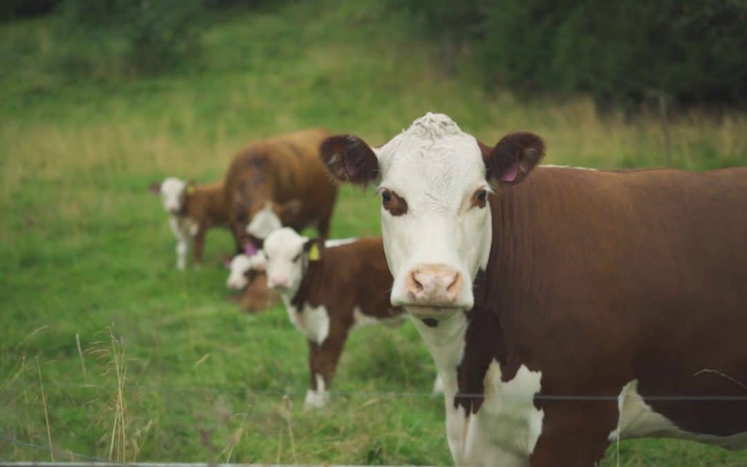 Lær om metanhemmere