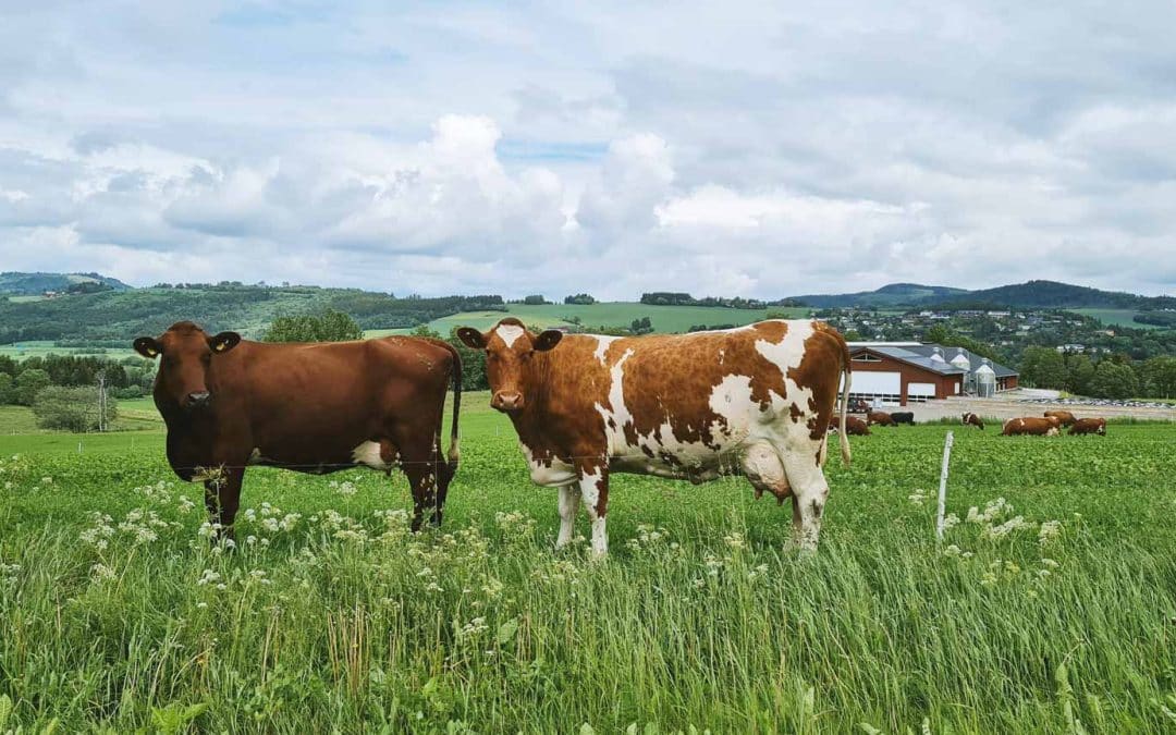 Norsk rødt fe blir grønnere!