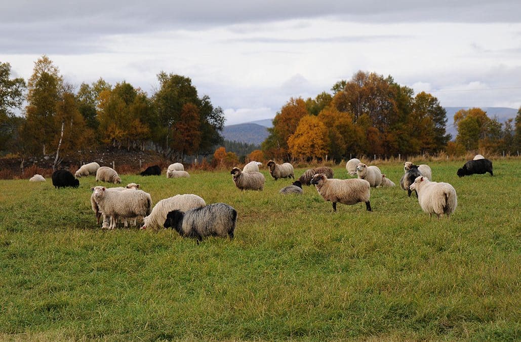 Beiting og karbonbinding