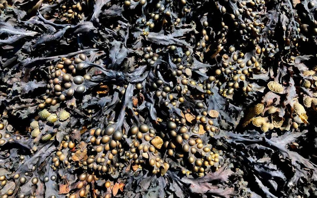 Tang og tare i fôrrasjonen til drøvtyggere