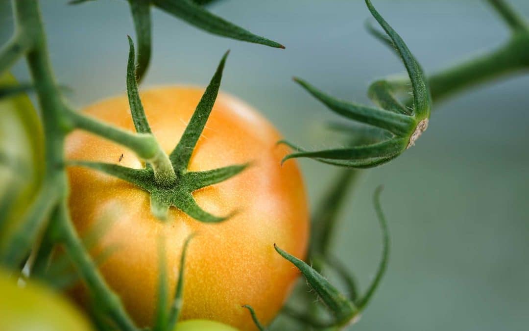 I veksthuset høstes både tomat og energi