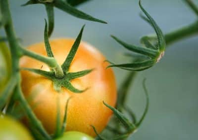 I veksthuset høstes både tomat og energi