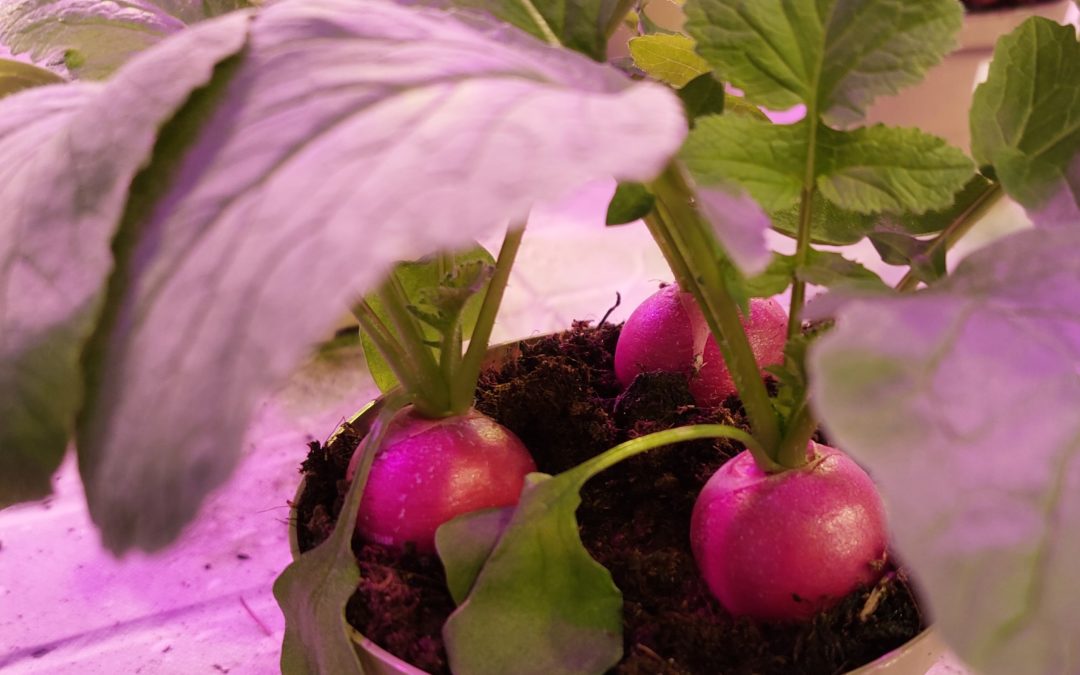 Biokull kan lages av mye fint