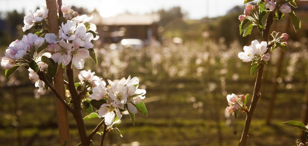 Biokull i frukthagen