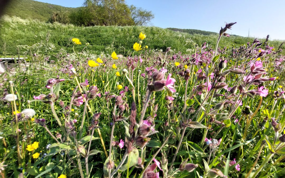 Biologisk mangfold og karbonbinding i innmarksbeiter